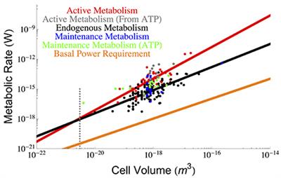 Drivers of Bacterial Maintenance and Minimal Energy Requirements